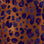 leo burgundy print 