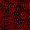 leo wild red print